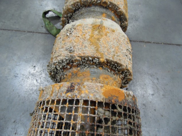 zebra mussels on pump